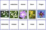 Blumennamen zusammensetzen - Teil 2 - Medienwerkstatt-Wissen